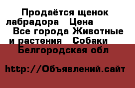 Продаётся щенок лабрадора › Цена ­ 30 000 - Все города Животные и растения » Собаки   . Белгородская обл.